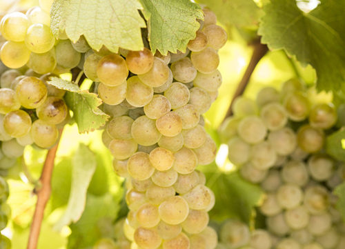 白葡萄哪个品种好吃,进口水果品种大全白葡萄