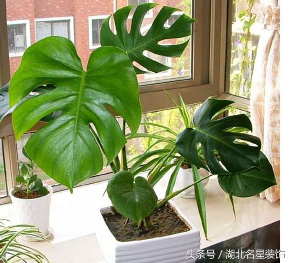 房子装修完用什么绿植除甲醛最好,新房子装修好买什么绿植除甲醛