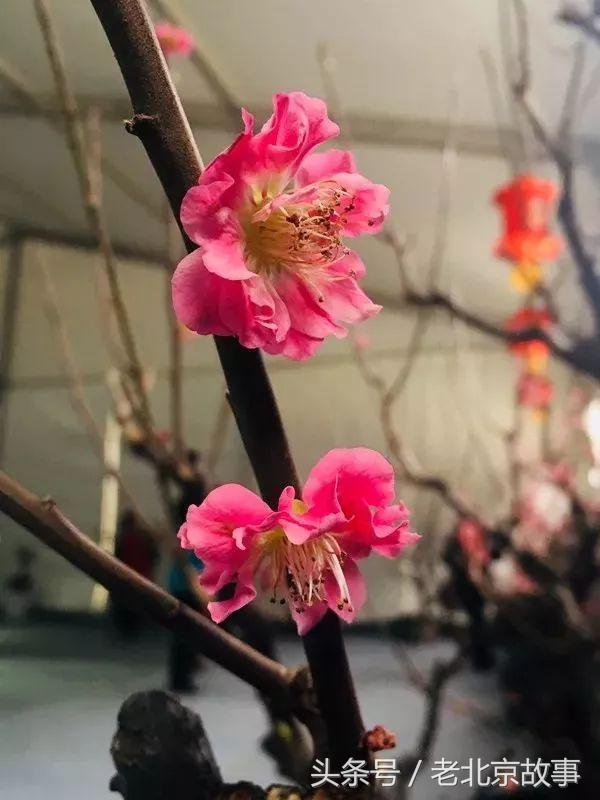 还嫌天气冷？北京这几个地方都已经开花了！最近的就在城中心！