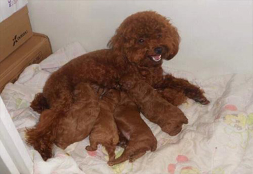 狗狗怀孕了怎么办？这些护理方法你知道吗？