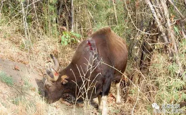 最具杀伤力的近身冷兵器,近身最强格斗兵器