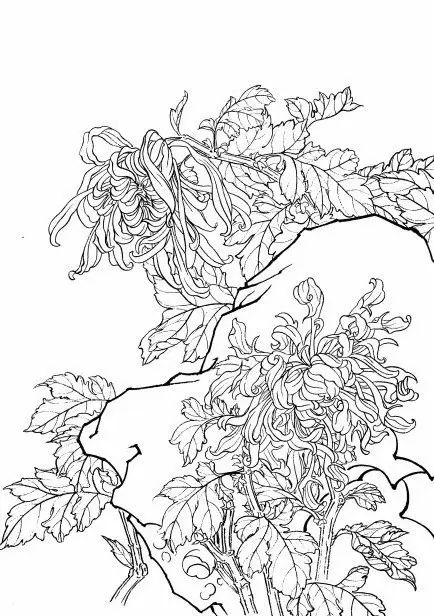 教你一步一步勾勒白描菊花,国画菊花勾线白描怎么画