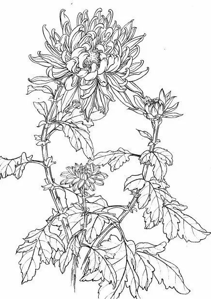 教你一步一步勾勒白描菊花,国画菊花勾线白描怎么画