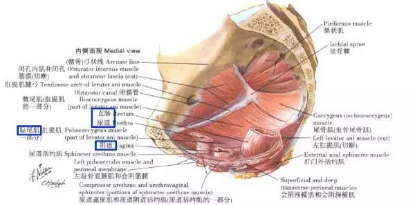 谁说解剖太枯燥？小编带你领略解剖学的精彩世界！