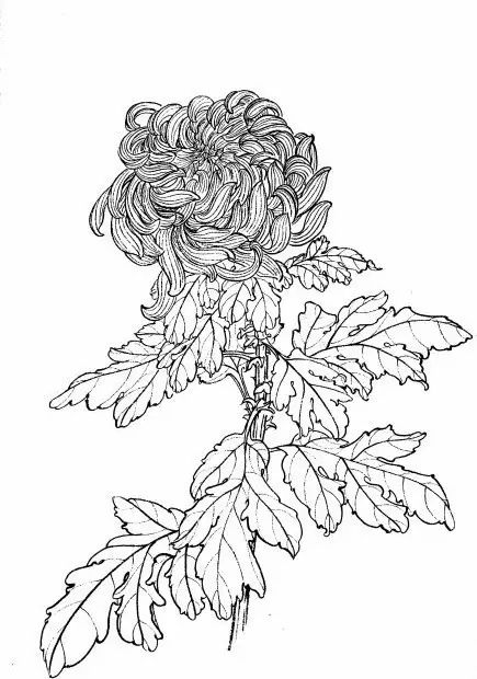 教你一步一步勾勒白描菊花,国画菊花勾线白描怎么画