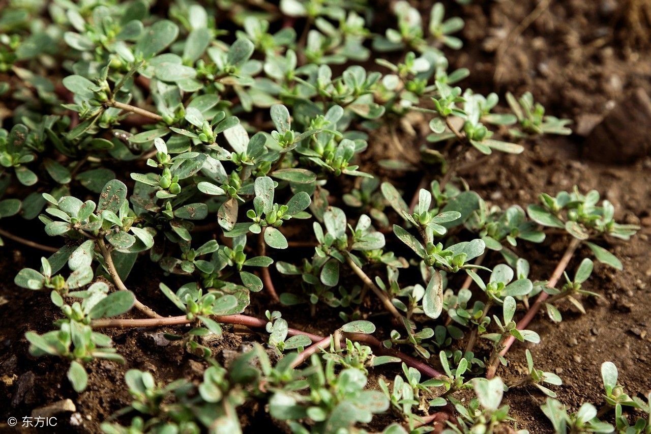 我们身边常见又叫不上名的植物,身边常见的中草药植物