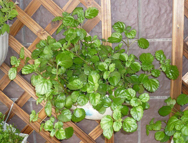 除甲醛最有效方法是洋葱,洋葱除甲醛真的有效果吗