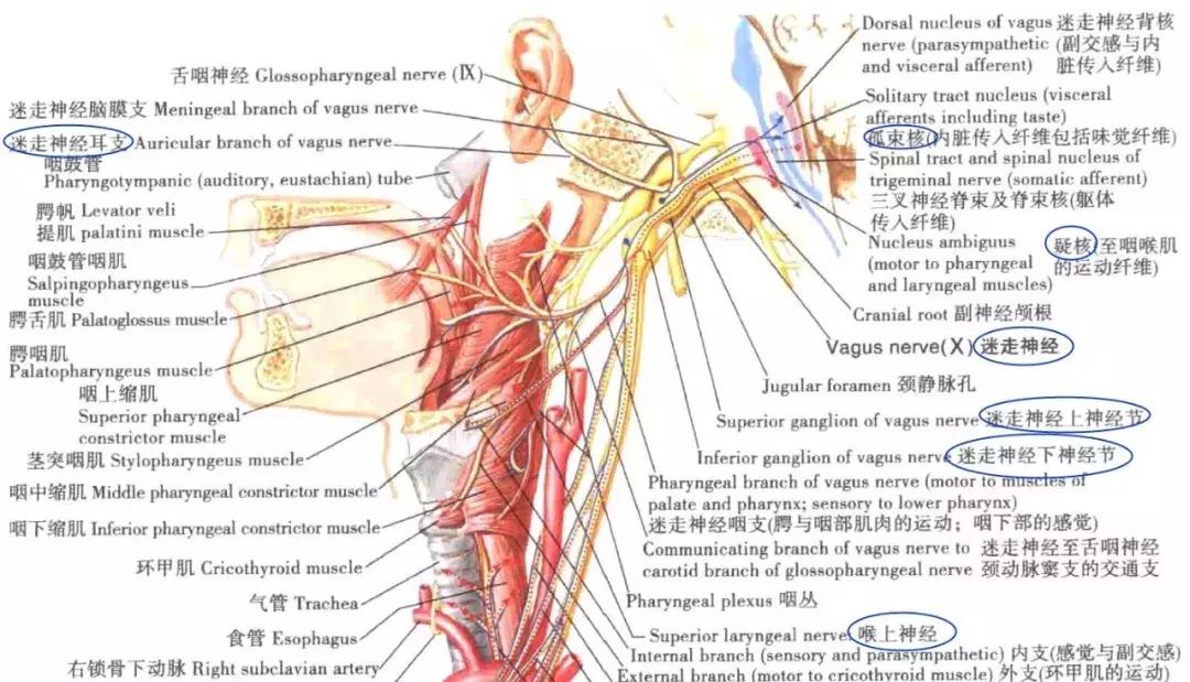 谁说解剖太枯燥？小编带你领略解剖学的精彩世界！