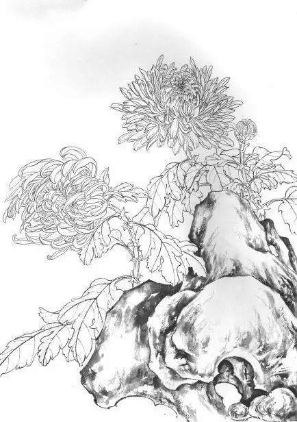 教你一步一步勾勒白描菊花,国画菊花勾线白描怎么画