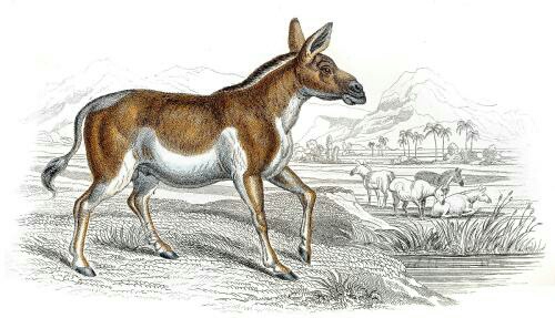 动物寓言故事视频完整版,动物寓言故事