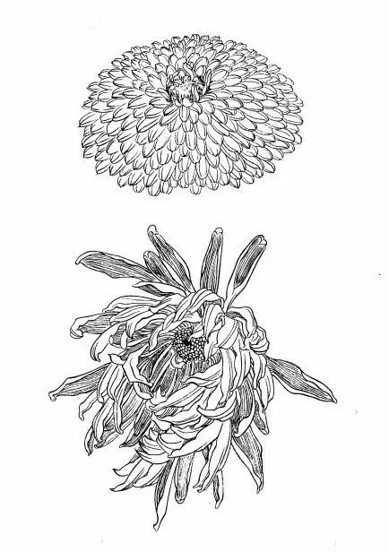 教你一步一步勾勒白描菊花,国画菊花勾线白描怎么画