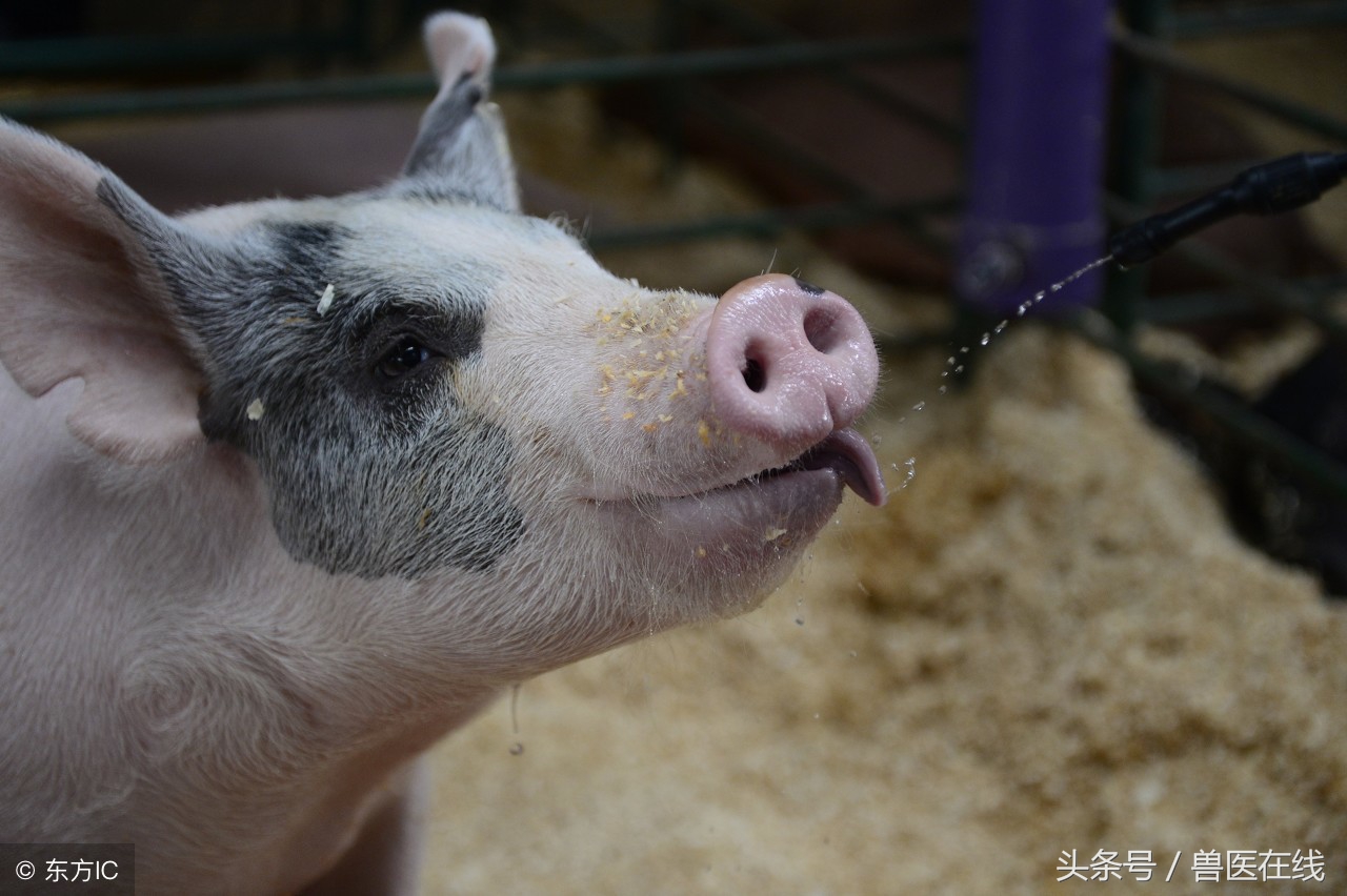 蓝耳啊，你让猪如何是好？