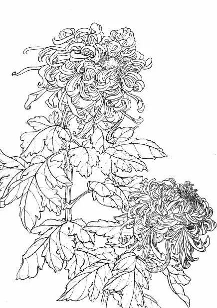教你一步一步勾勒白描菊花,国画菊花勾线白描怎么画