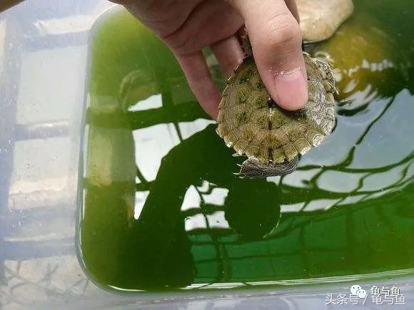 养龟绿水浑浊正常吗,绿水养龟的底层逻辑