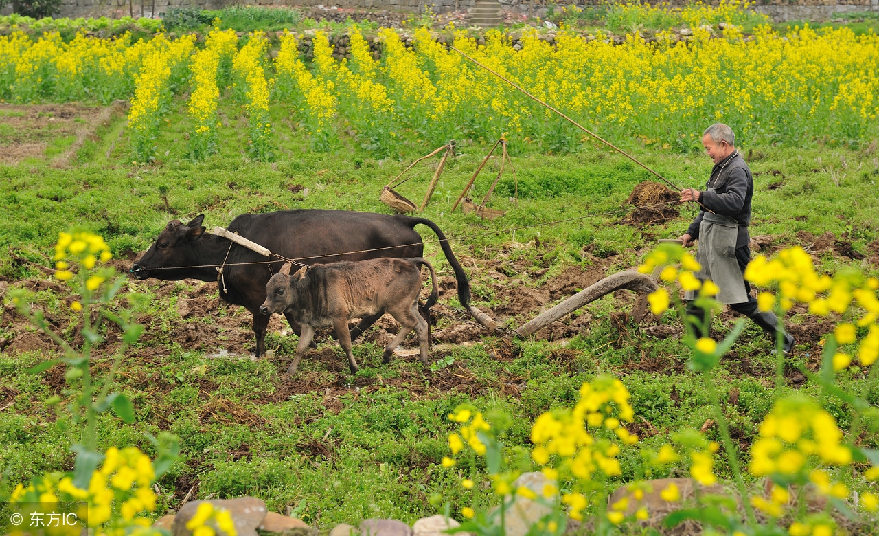 农村电子商务平台建设方案,如何建设农村电商公共服务