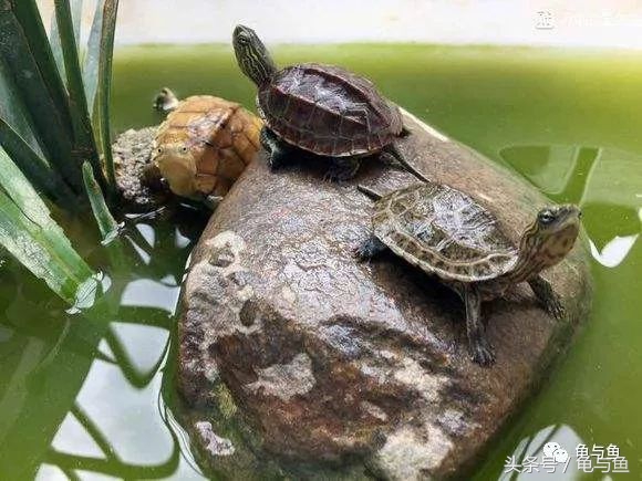 养龟绿水浑浊正常吗,绿水养龟的底层逻辑