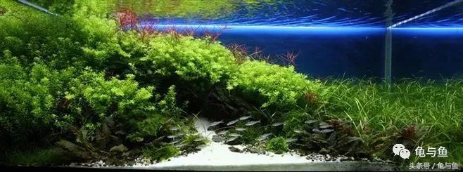 鱼缸水质测试纸正常值对照表,水族用盐用量计算