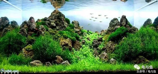 鱼缸水质测试纸正常值对照表,水族用盐用量计算