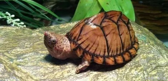 养龟十大禁忌属相,深水养龟十大排行榜