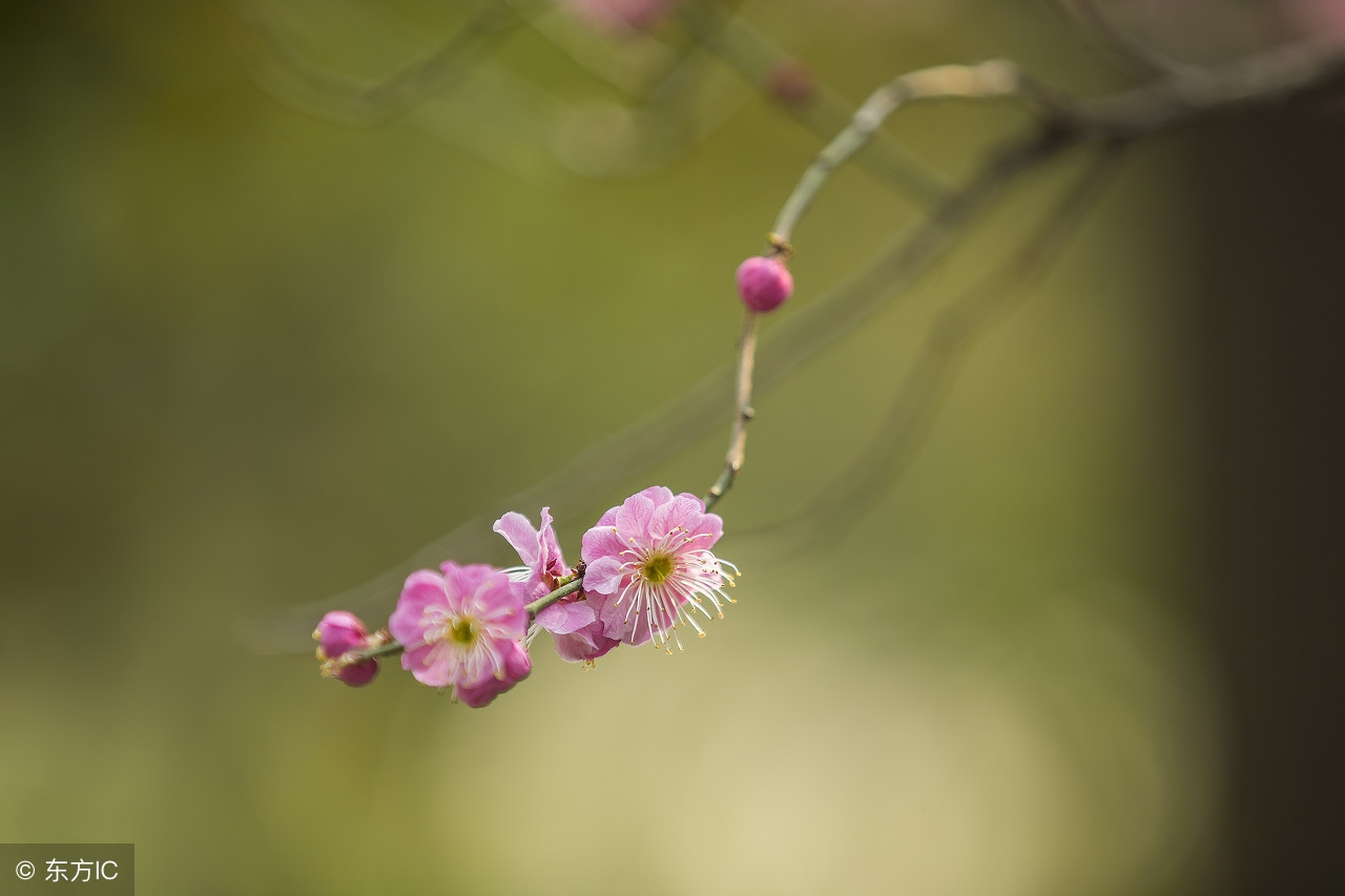 花季少女性侵案件,13岁女孩子被强迫卖淫一案