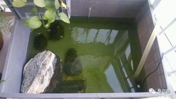 养龟绿水浑浊正常吗,绿水养龟的底层逻辑
