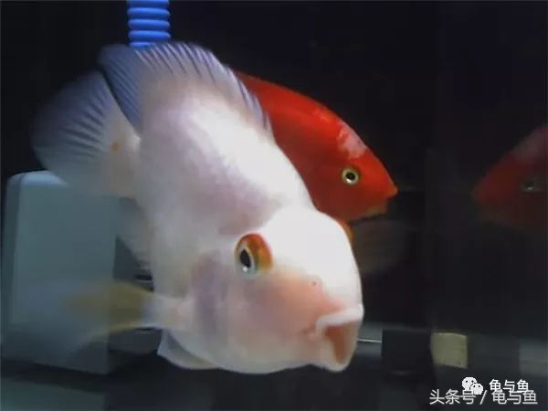 鹦鹉鱼和财神鹦鹉鱼的区别,起头鹦鹉鱼介绍