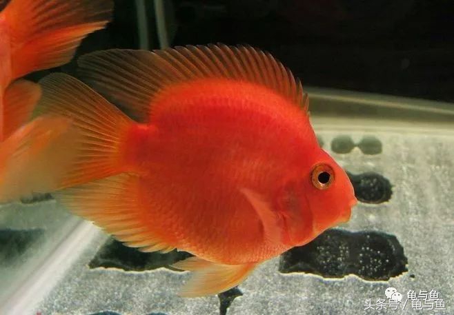 鹦鹉鱼的饲养技巧与方法大全,迷你鹦鹉鱼的饲养环境怎么样