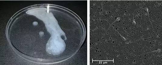 吃洨能美容，你信吗？