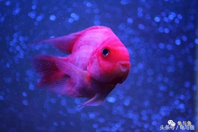 鹦鹉鱼的饲养技巧与方法大全,迷你鹦鹉鱼的饲养环境怎么样