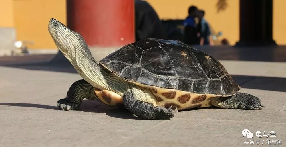 常见龟寿命,盘点最常见的龟它们的寿命是多少