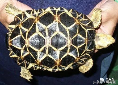 常见龟寿命,盘点最常见的龟它们的寿命是多少