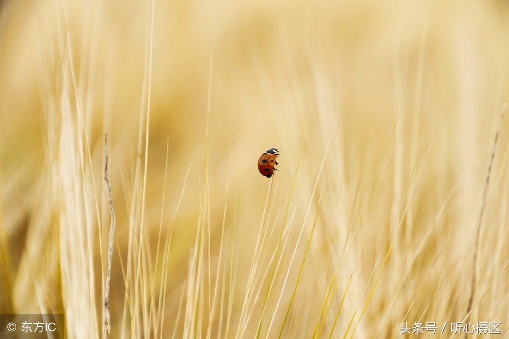 景深的100个基本知识,景深三要素