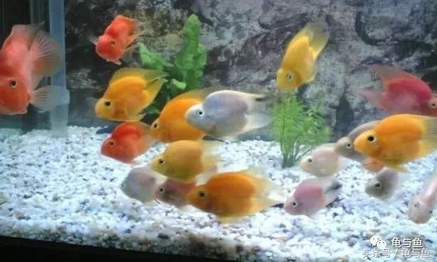 鹦鹉鱼的饲养技巧与方法大全,迷你鹦鹉鱼的饲养环境怎么样