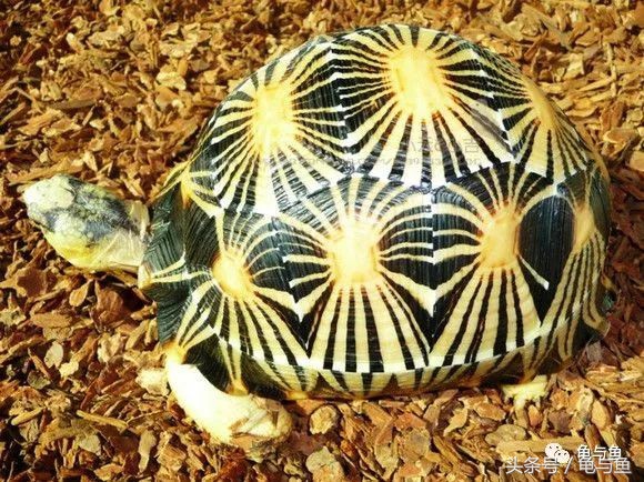 常见龟寿命,盘点最常见的龟它们的寿命是多少