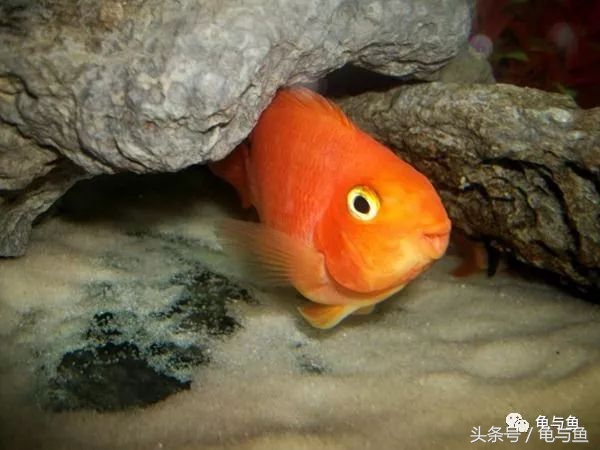 鹦鹉鱼的饲养技巧与方法大全,迷你鹦鹉鱼的饲养环境怎么样