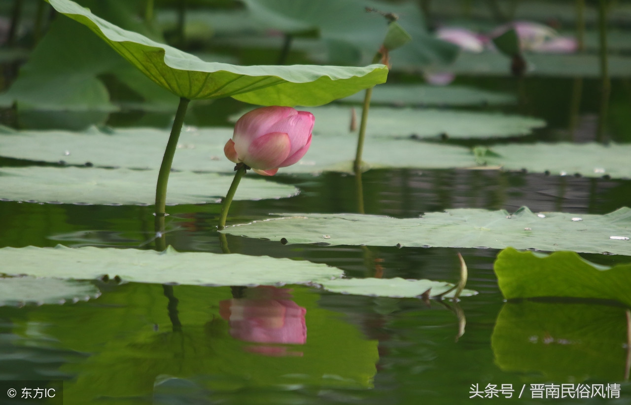 鄢陵花博园花卉节,许昌鄢陵花博园芍药节