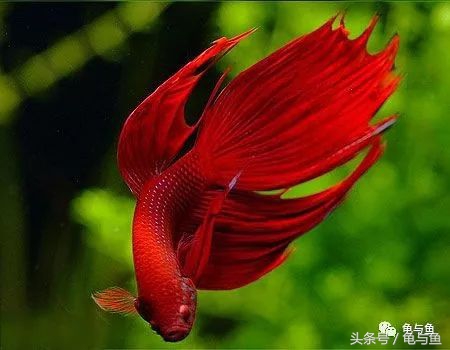 热带鱼地图和什么混养,小热带鱼混养换水视频