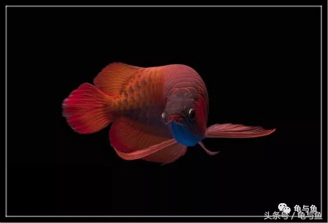 热带鱼地图和什么混养,小热带鱼混养换水视频