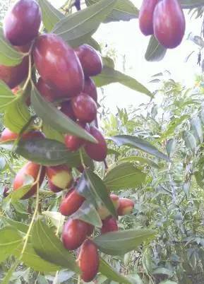 北京房山特产带回家必买清单,房山大山里的特产