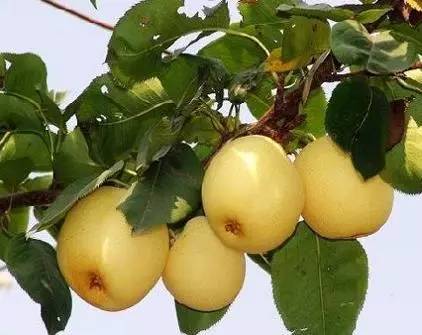 北京房山特产带回家必买清单,房山大山里的特产