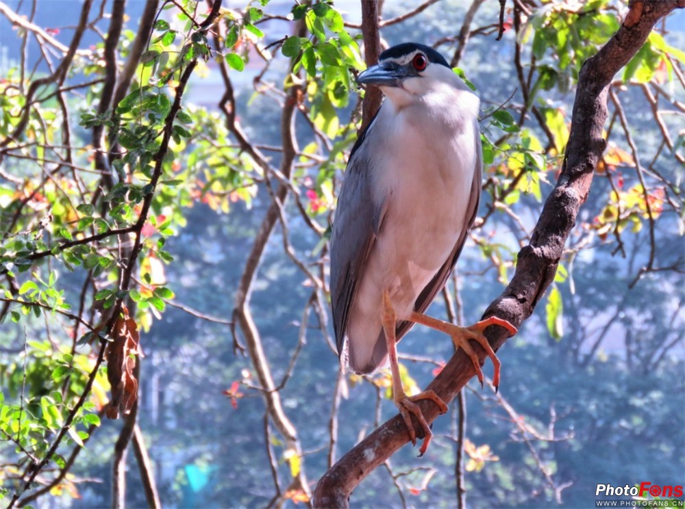 浣宠兘鐩告満dc,杩戞湡浣宠兘鐩告満鎺ㄨ崘