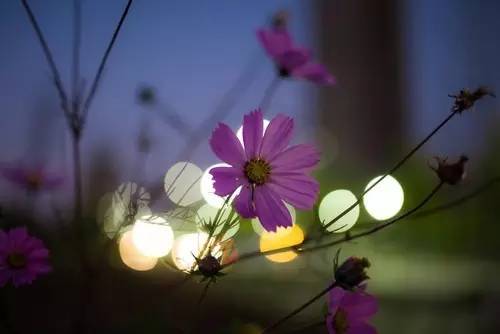 暗黑系石楠花退场的夏天，谁才是武汉新一轮的夏花担当？