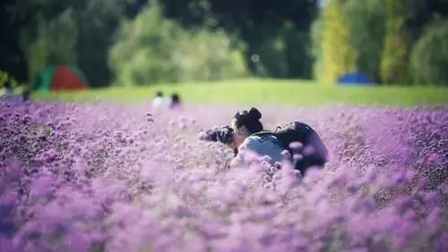 暗黑系石楠花退场的夏天，谁才是武汉新一轮的夏花担当？