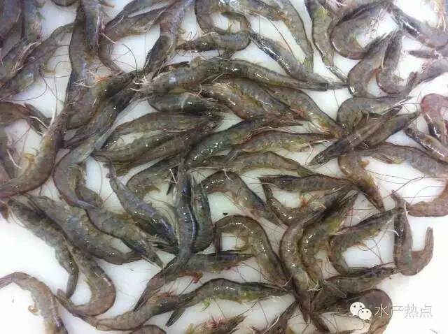 白对虾养殖甲裸藻怎样处理,海水养殖南美白对虾爆发血红裸藻