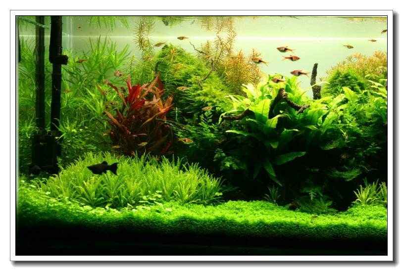 水族新手养鱼攻略,鱼缸养鱼攻略新手必备