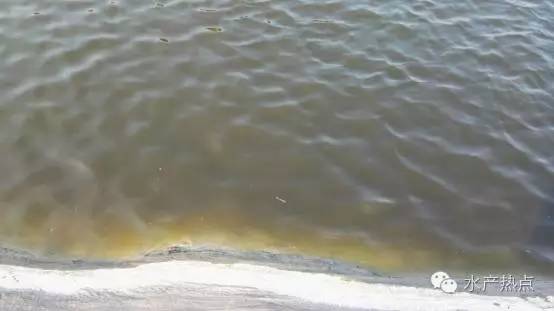 白对虾养殖甲裸藻怎样处理,海水养殖南美白对虾爆发血红裸藻