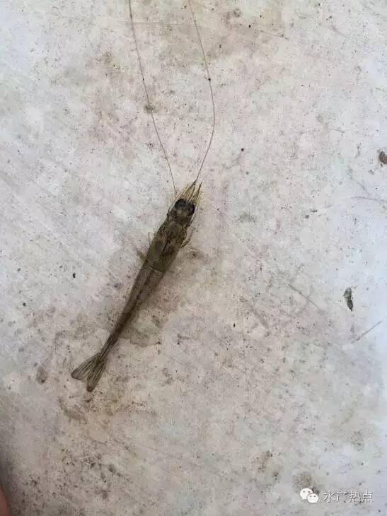 白对虾养殖甲裸藻怎样处理,海水养殖南美白对虾爆发血红裸藻