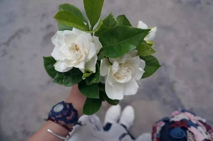 暗黑系石楠花退场的夏天，谁才是武汉新一轮的夏花担当？