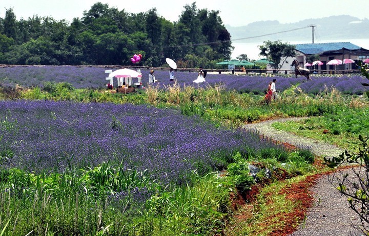 暗黑系石楠花退场的夏天，谁才是武汉新一轮的夏花担当？