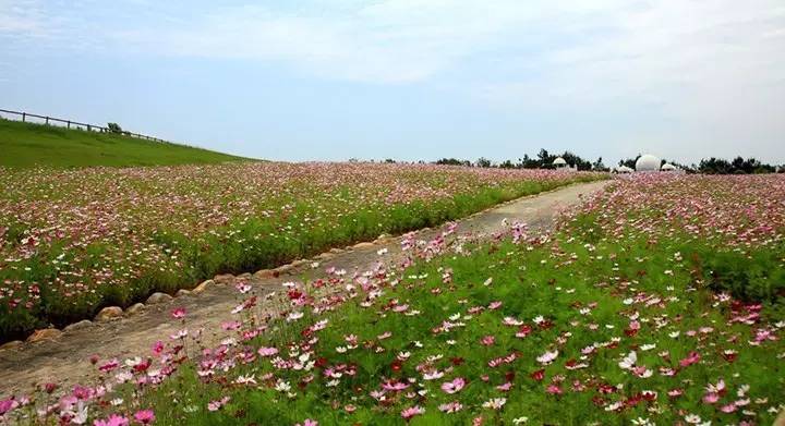 暗黑系石楠花退场的夏天，谁才是武汉新一轮的夏花担当？